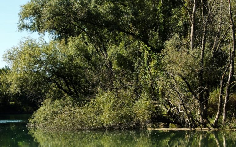 Ujęcie na rzekę Brenta w Wenecji wśród zielonych drzew