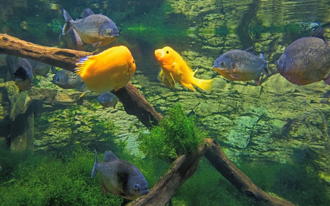 Kolorowe ryby pływające w Tropicarium w Budapeszcie