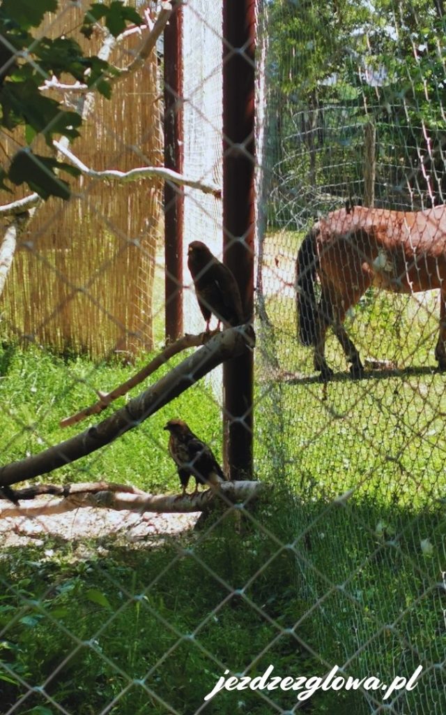 Ptaki drapieżne w wolierze i koń na wybiegu