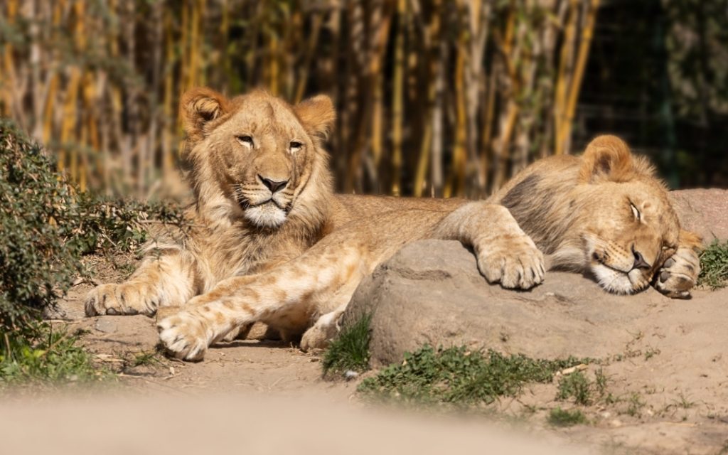 Śpiące lwy wylegujące się na ziemi w zoo
