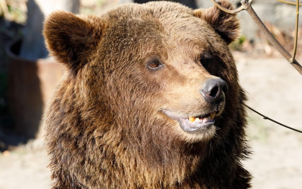 Ujęcie z bliska na niedźwiedzia w zoo