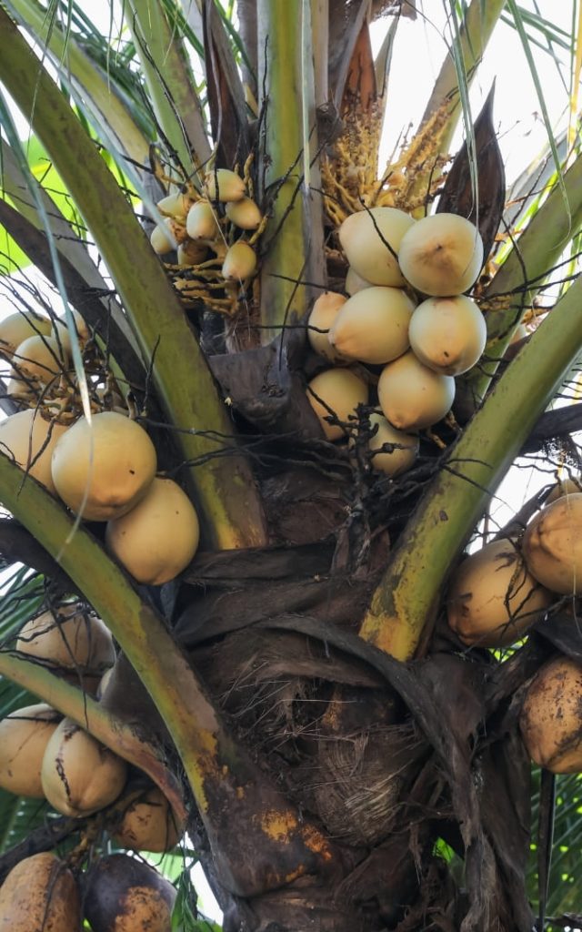 Zbliżenie na drzewo kokosowe