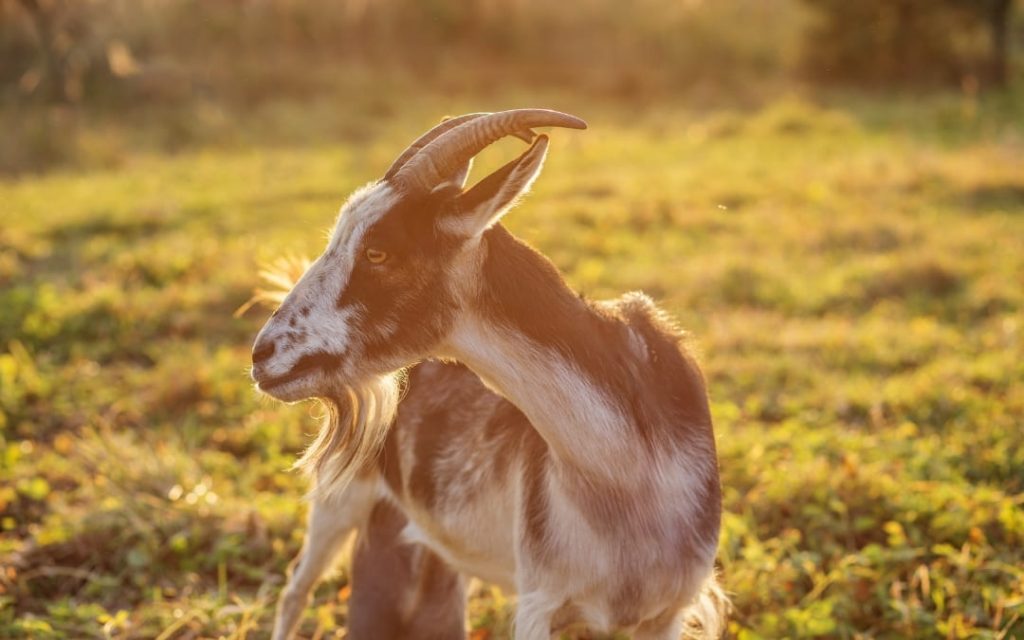 Koza sfotografowana na złotej łące w promieniach słońca