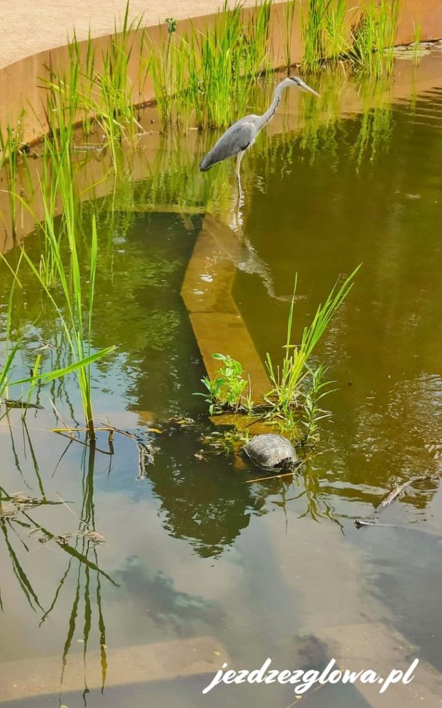 Czapla i żółw przy stawie w ogrodzie botanicznym w Kopenhadze