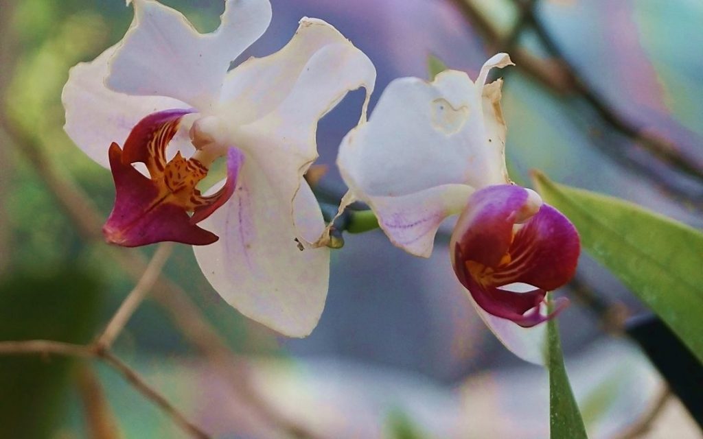 Orchidee w Ogrodzie Botanicznym w Pizie