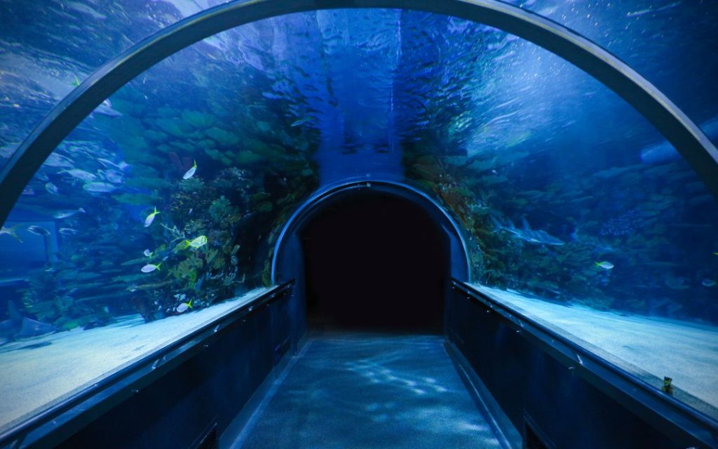 Tunel widokowy w oceanarium