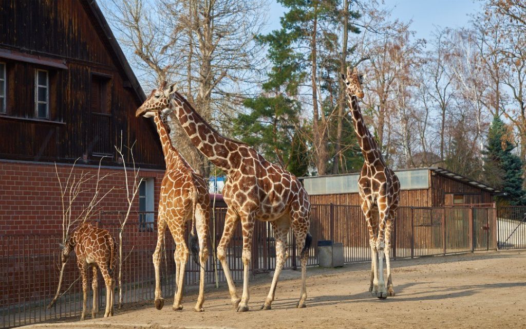 Żyrafy w ogrodzie zoologicznym