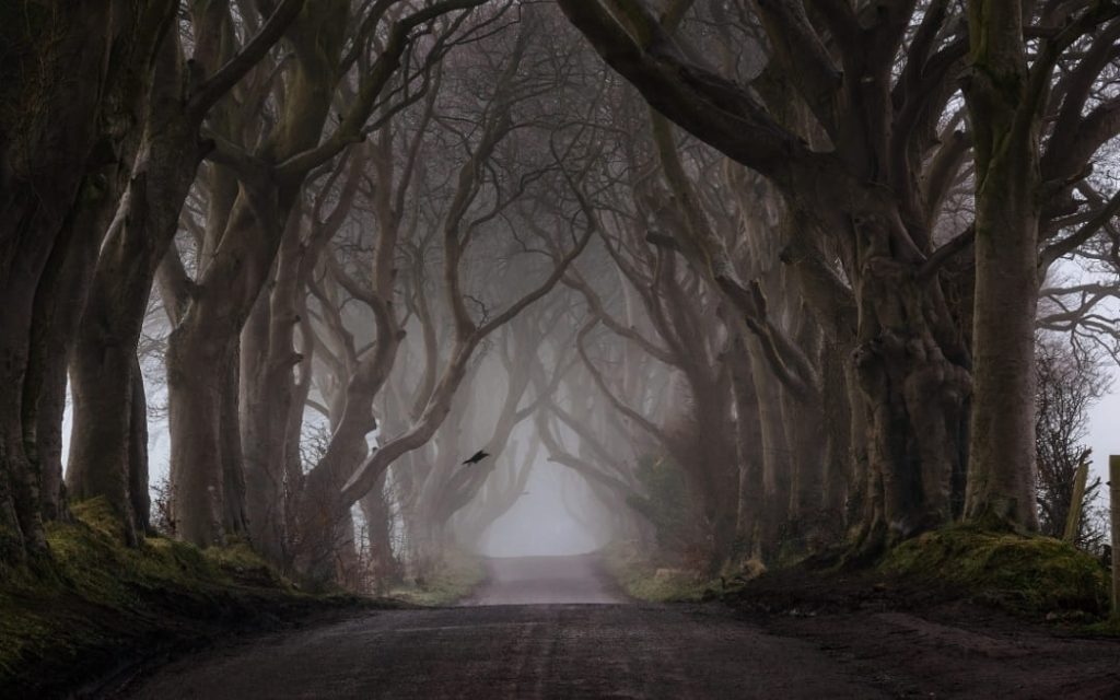 Mroczna aleja buków Dark Hedges w Irlandii Północnej we mgle z ptakiem w locie