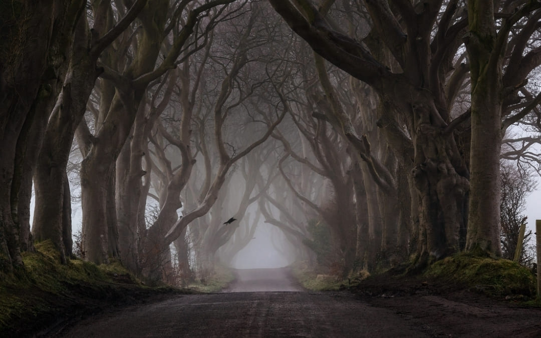 Mroczna aleja buków Dark Hedges w Irlandii Północnej we mgle z ptakiem w locie