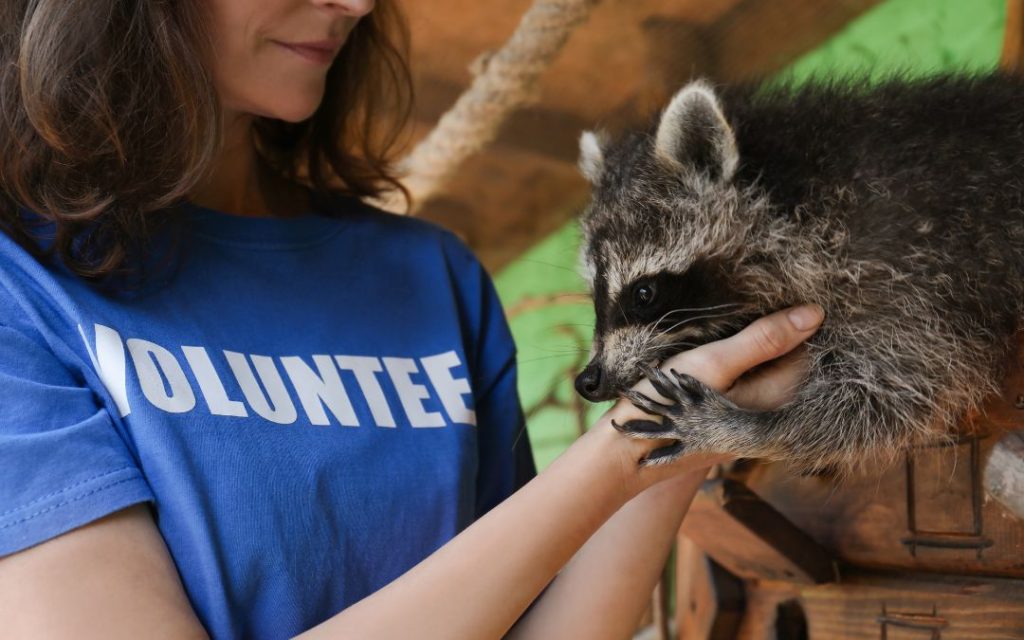 Wolontariuszka w niebieskiej koszulce z napisem 'VOLUNTEER' z szopem