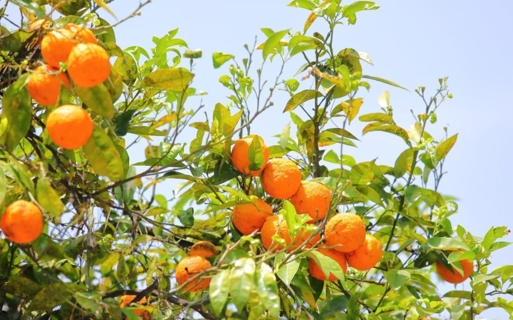 Dojrzałe owoce na drzewku pomarańczowym w rzymskim Ogrodzie Pomarańczowym na Awentynie