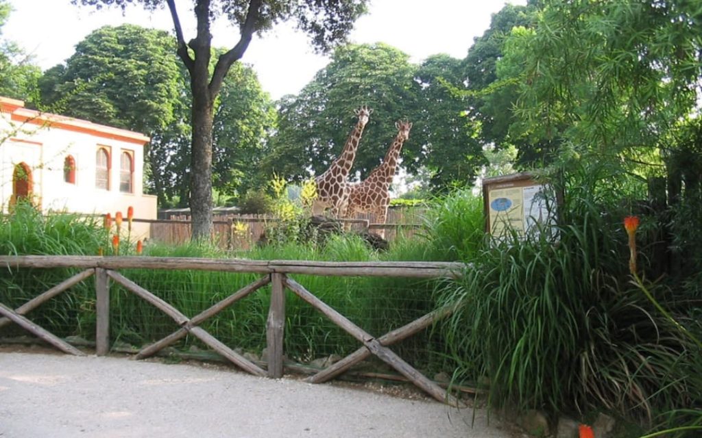 Dwie żyrafy siatkowane na wybiegu w rzymskim ogrodzie zoologicznym Bioparco