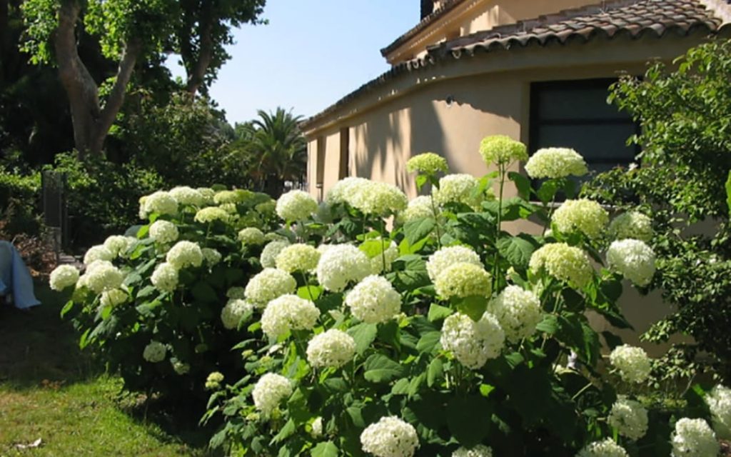 Kwitnące białe hortensje krzewiaste (Hydrangea arborescens) w ogrodzie przy zabytkowym budynku