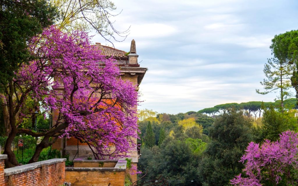 Kwitnące judaszowce w ogrodach Villa Borghese w Rzymie na tle zabytkowej architektury