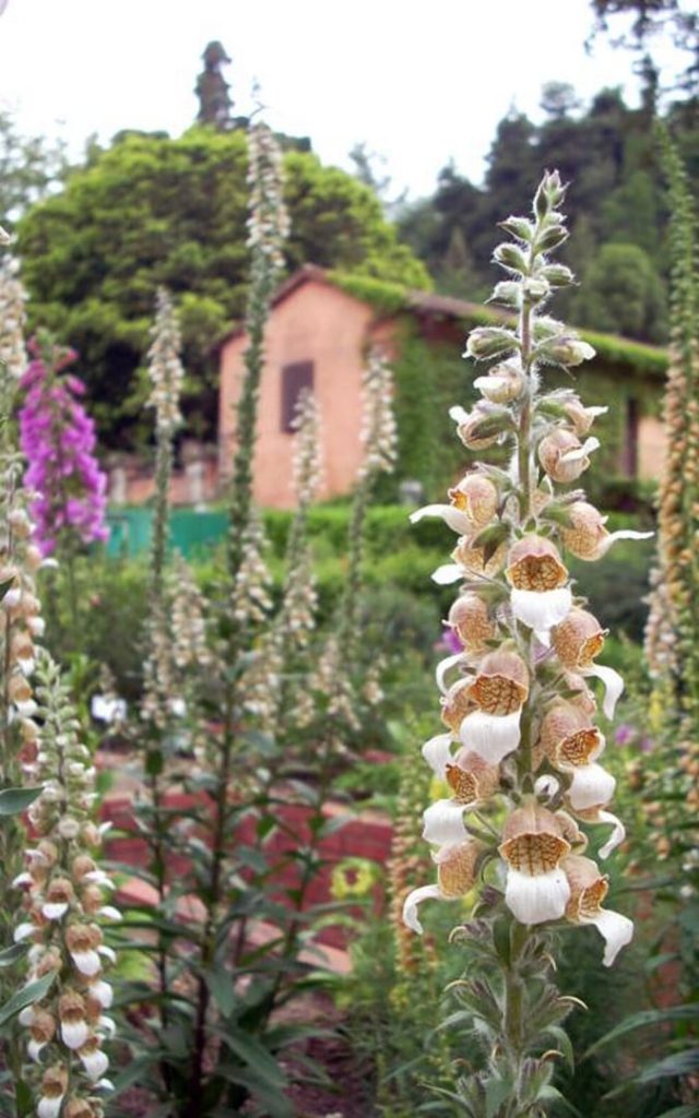 Kwitnący naparstnica wełnista (Digitalis lanata) w rzymskim ogrodzie botanicznym Orto Botanico