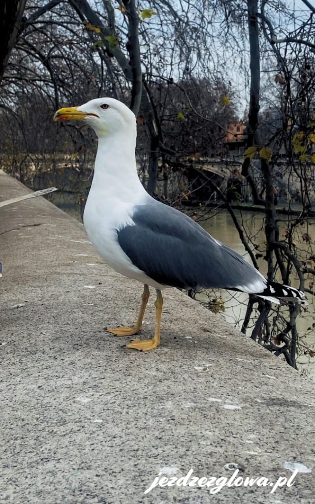 Mewa stojąca na murku nad Tybrem w Rzymie