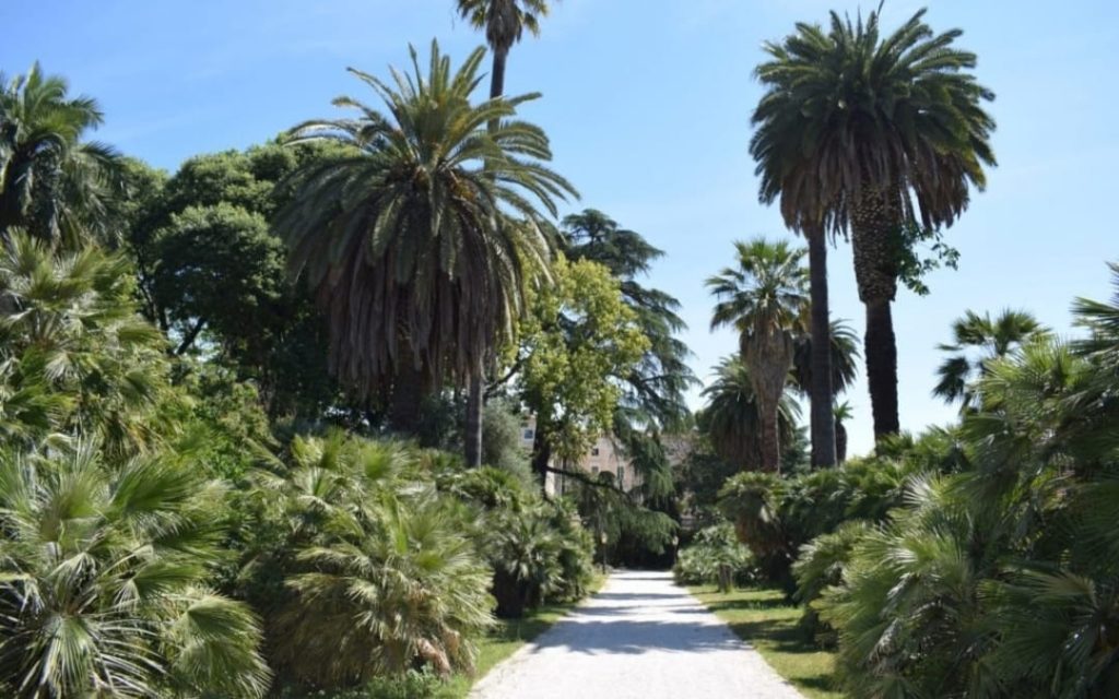 Piaszczysta alejka wśród wysokich palm w rzymskim ogrodzie botanicznym Orto Botanico