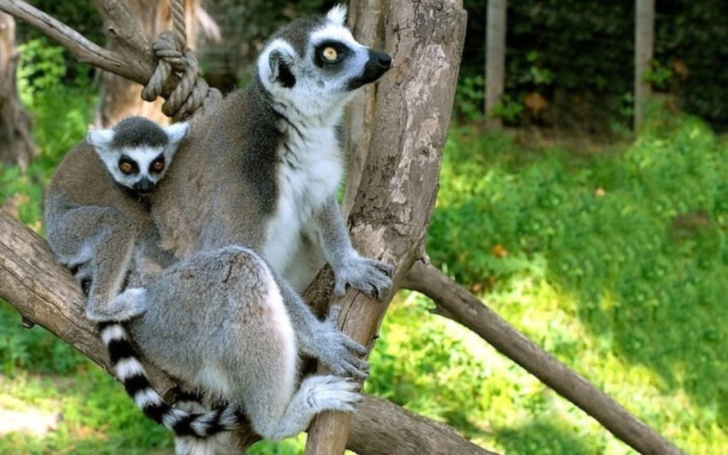 Rodzina lemurów w naturalnym wybiegu na terenie Bioparco di Roma w Villa Borghese