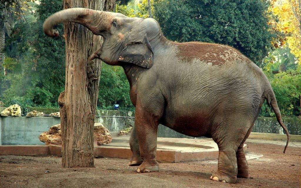 Słoń opierający się o pień drzewa na wybiegu w rzymskim ogrodzie zoologicznym Bioparco