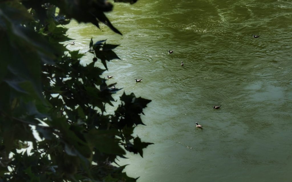 Stado dzikich kaczek płynących z prądem rzeki Tyber w Rzymie