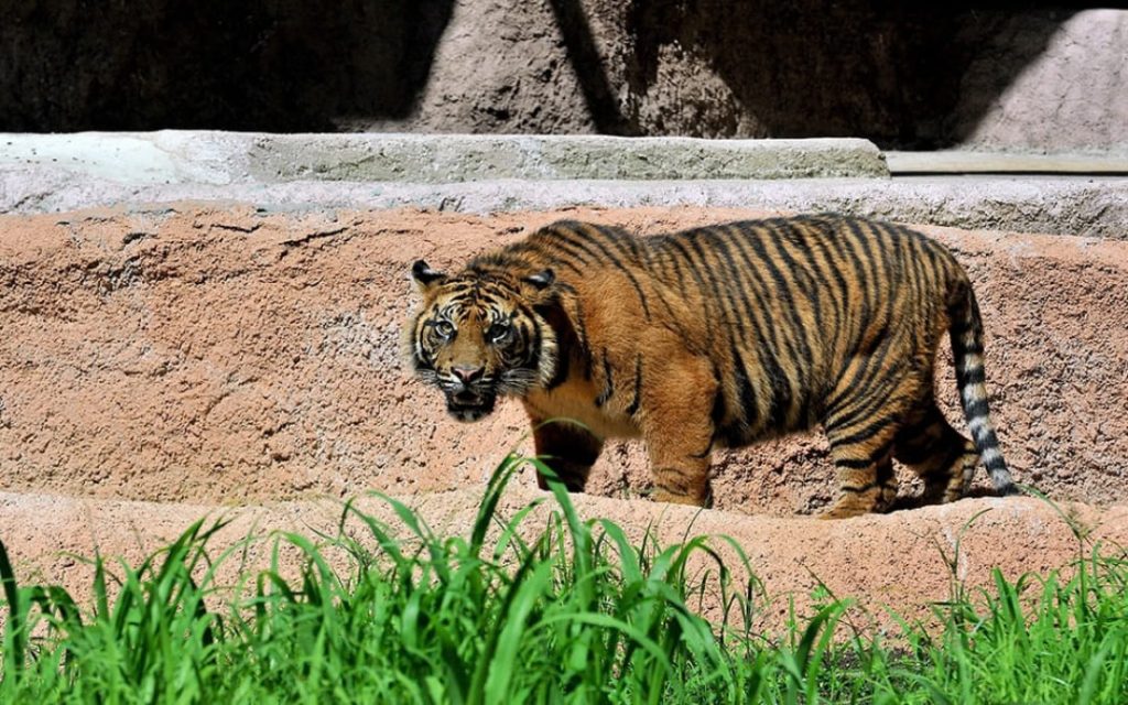 Tygrys w słoneczny dzień na wybiegu z naturalną roślinnością w rzymskim ZOO