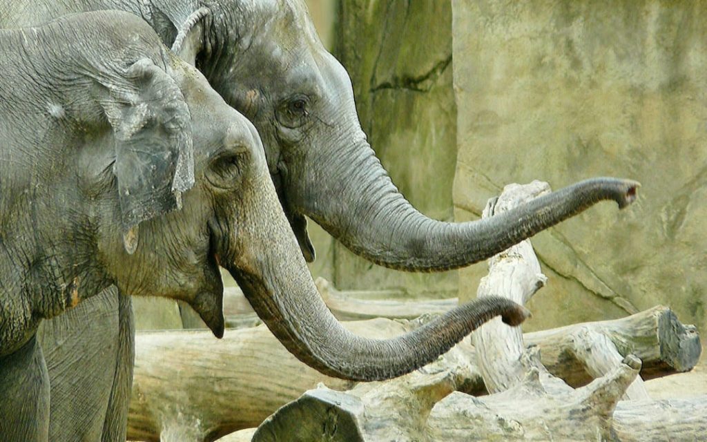 Dwa słonie z uniesionymi trąbami przy kłodach drewna w zoo