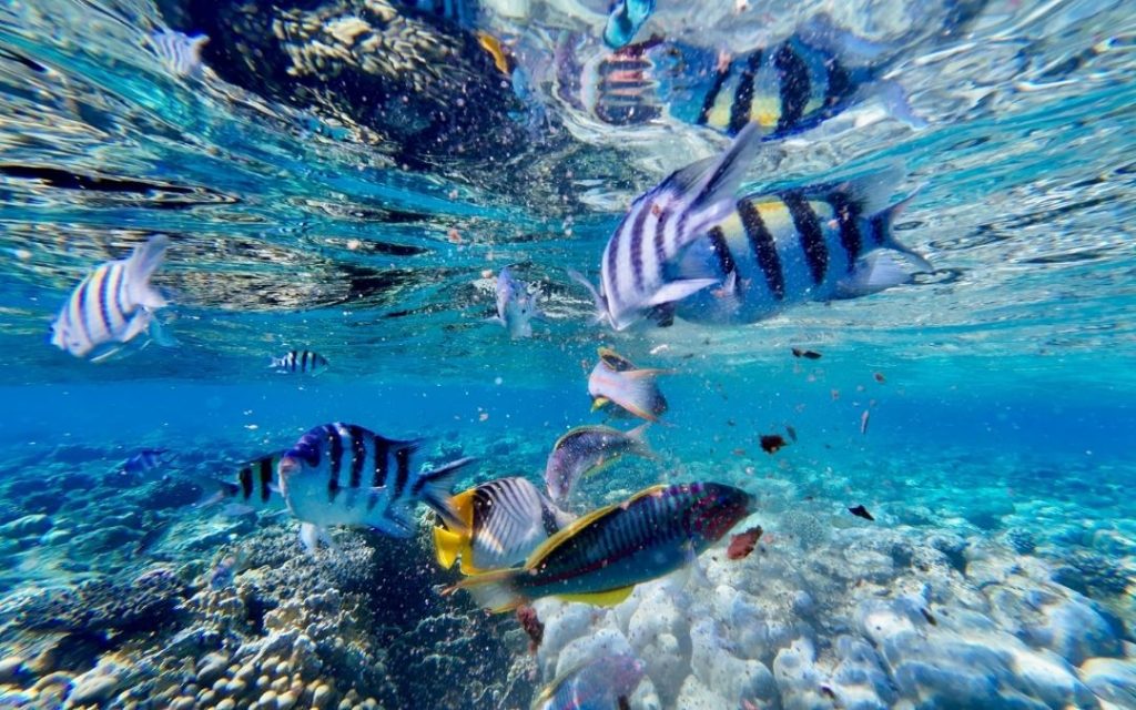 Egzotyczne, kolorowe ryby pływające w krystalicznie czystej wodzie rafy koralowej.