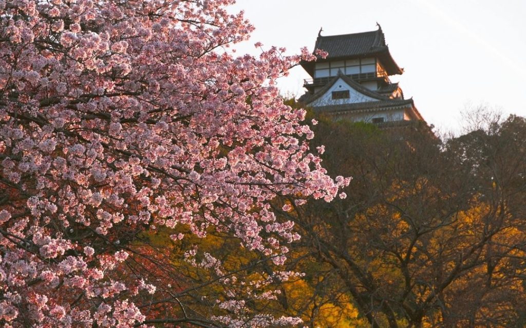 Kwitnące na różowo drzewa wiśni na tle zabytkowej japońskiej pagody i zielonych wzgórz.