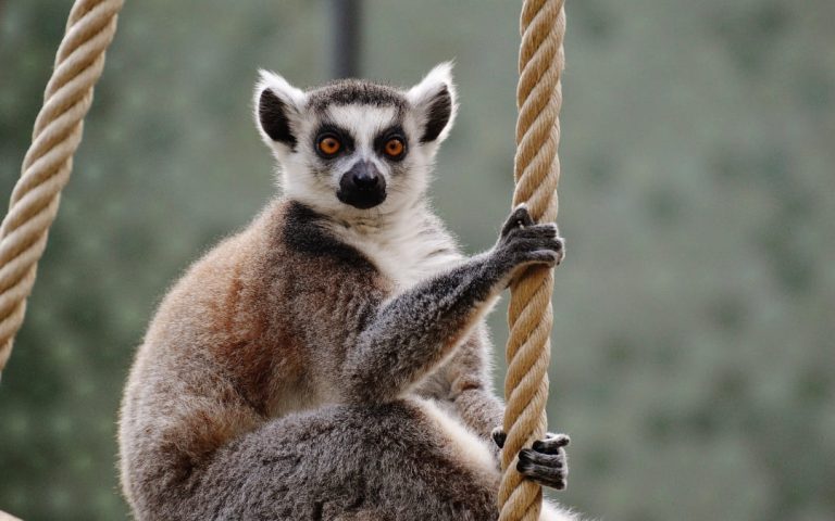 Lemur katta z pomarańczowymi oczami trzymający się liny w zoo