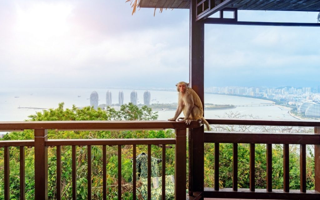 Małpka siedząca na drewnianej barierce punktu widokowego z panoramą wybrzeża i wieżowców w Sanya.