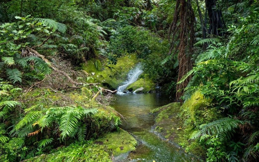 Mały wodospad spływający kaskadami przez gęsty, intensywnie zielony las deszczowy w Nowej Zelandii.