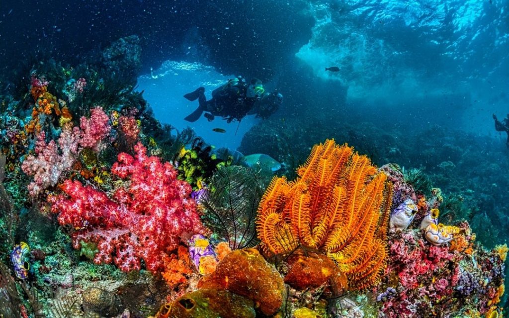 Nurek wśród kolorowych koralowców i bogatej roślinności morskiej w czystej, błękitnej wodzie.
