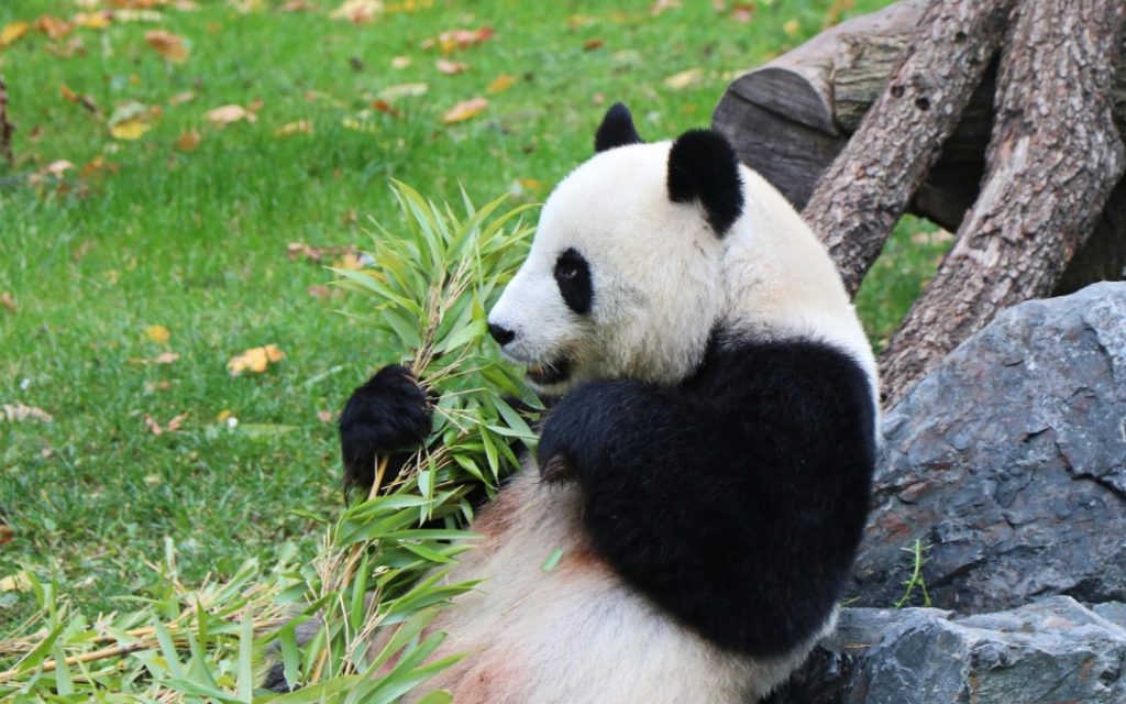 Panda jedząca bambusa w zoo