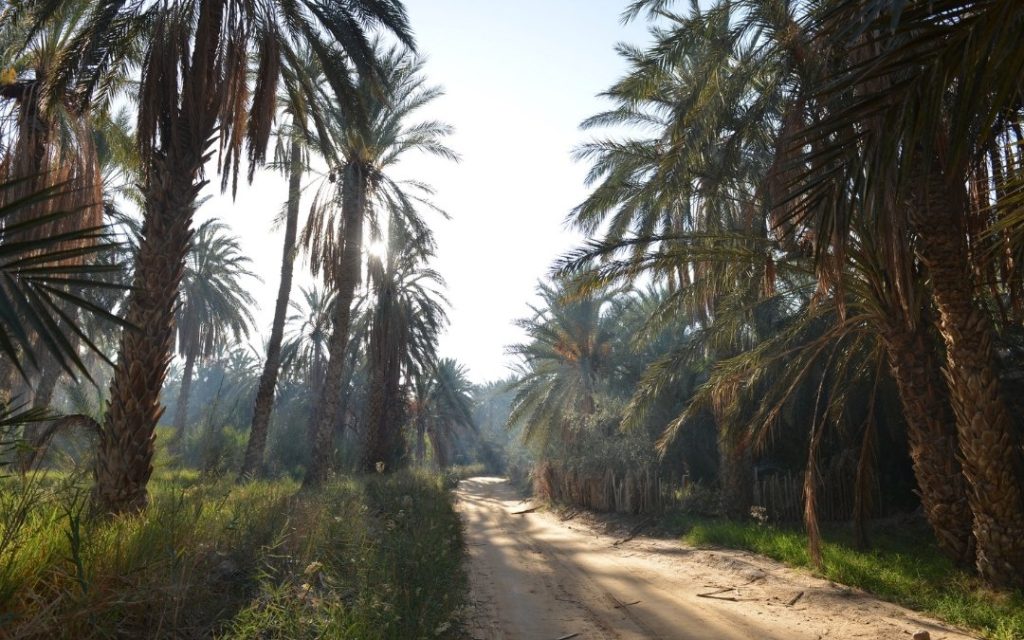 Piaszczysta droga prowadząca przez gęsty gaj palmowy w tunezyjskiej oazie.