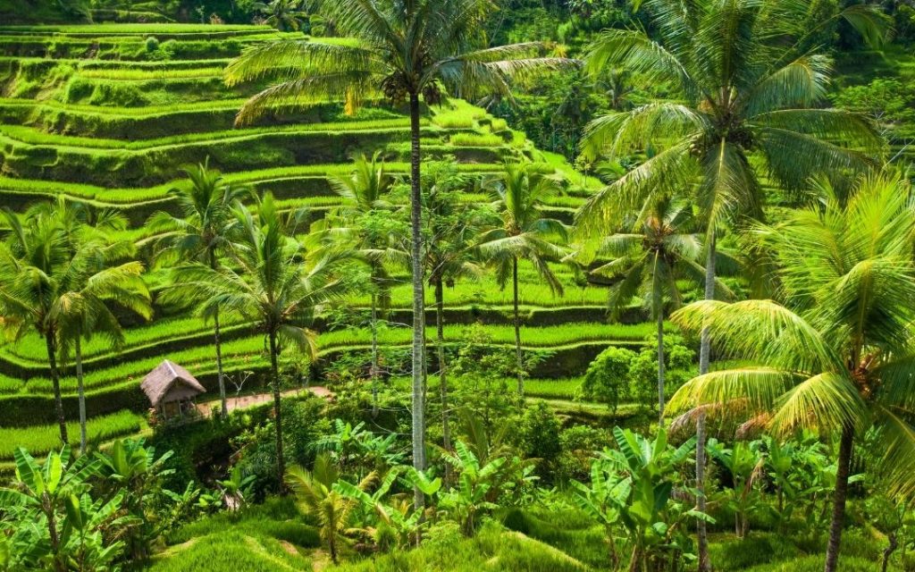 Rozległe, kaskadowe tarasy ryżowe na Bali otoczone palmami w pełnym słońcu.