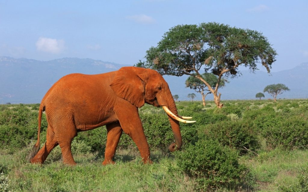 Słoń afrykański spacerujący po zielonej sawannie w Kenii na tle malowniczych wzgórz.