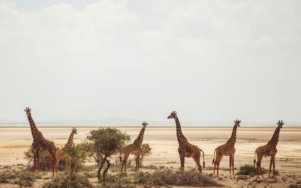 Stado żyraf na tle sawanny w Kenii, safari w parku narodowym.