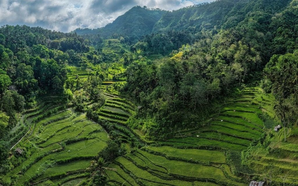 Tarasy ryżowe na Bali skąpane w słońcu i otoczone soczystą tropikalną zielenią.