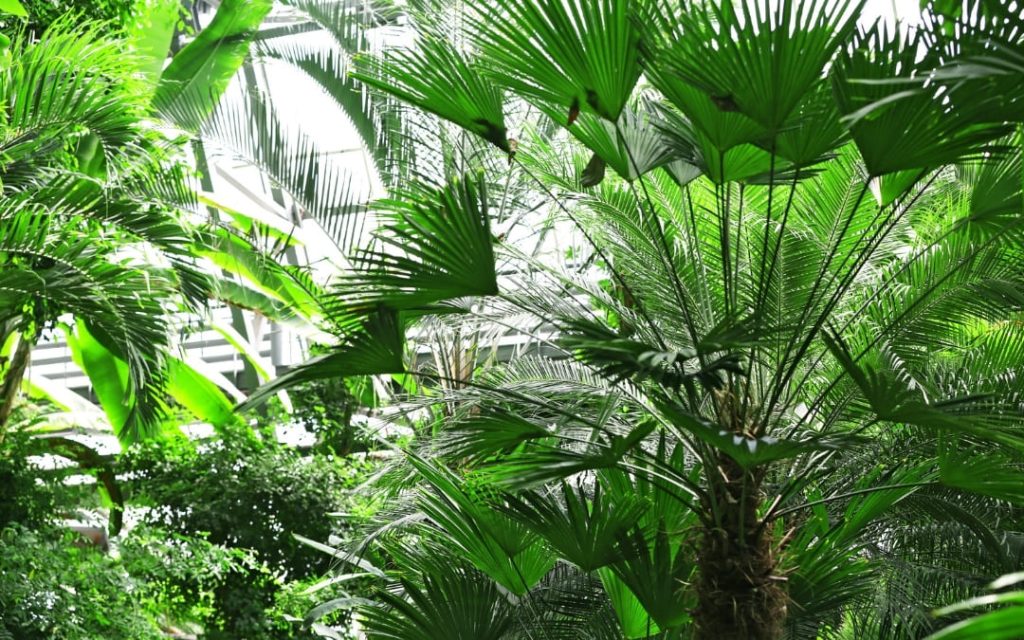 Tropikalne palmy wachlarzowe z rozłożystymi liśćmi w jasnym ogrodzie botanicznym