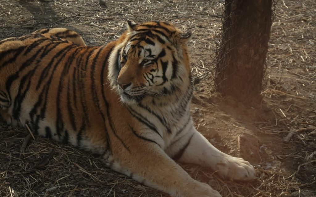 Tygrys w paski leżący spokojnie na ziemi przy drzewie w zoo
