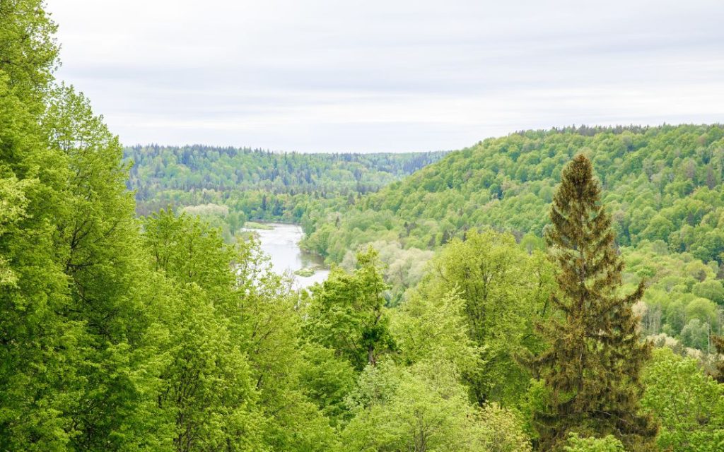 Widok na jezioro pośrodku lasu