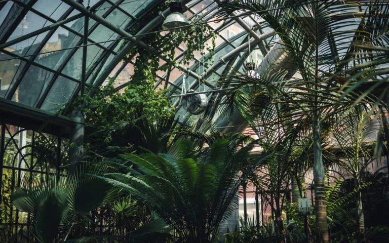 Wnętrze szklanej oranżerii z palmami i pnączami zwisającymi ze stalowej konstrukcji dachu