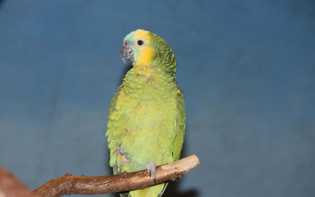 Zielono-żółta papuga amazońska siedząca na gałęzi w zoo
