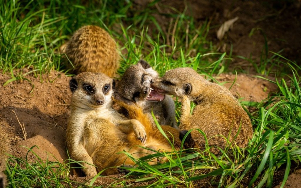 Surykatki w zoo odpoczywające na trawie