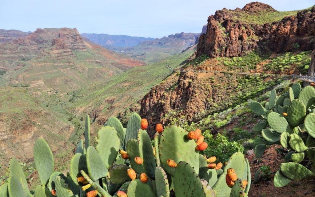 Widok na Barranco de Fataga, skaliste zbocza i kaktusy opuncji w Gran Canarii
