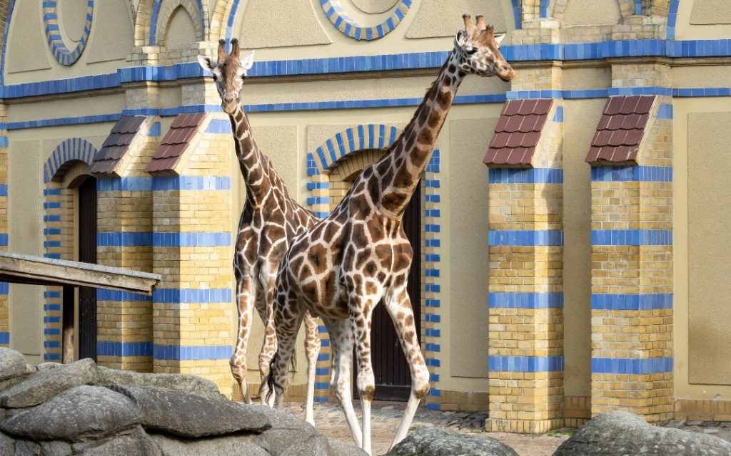 Żyrafy w Zoo Berlin na tle zabytkowego pawilonu